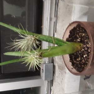 Meet your Posher, Nelly